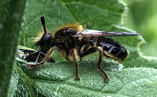 Laphria flava